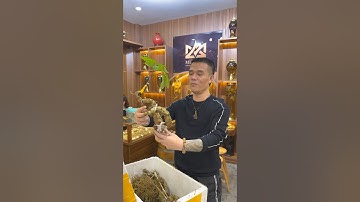 “Đập hộp” Tam Thất Hoang khủng tại Minh An