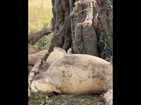 Lions can sleep for 15 to 20 hours a day
