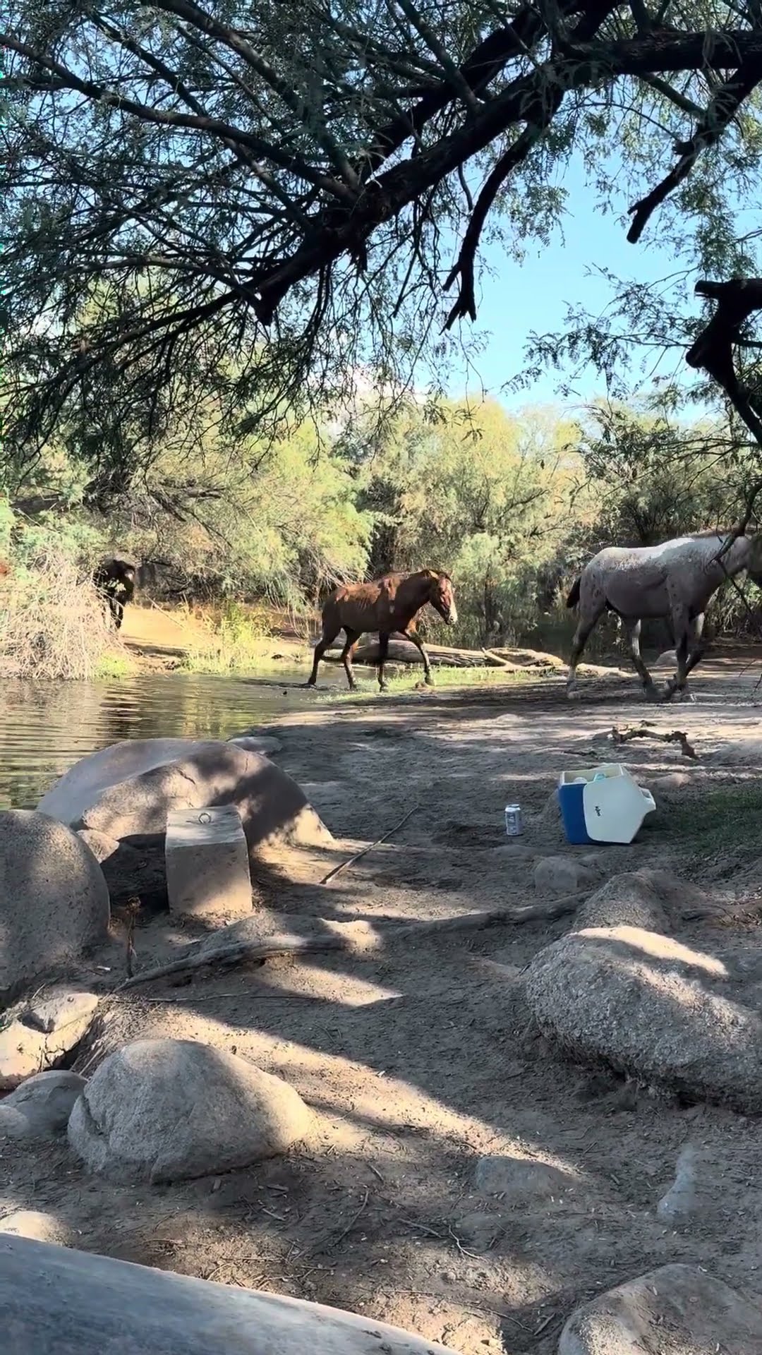 Hiker Visited By Wild Mustangs || ViralHog