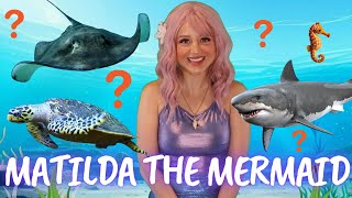 Explore the Ocean | Matilda the Mermaid