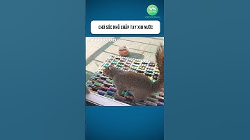 Chú sóc nhỏ chắp tay xin nước #shorts #khamphathegioikydieu