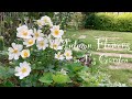 《秋の花おすすめ8選》ガーデニング*秋の庭づくり《T's Garden》