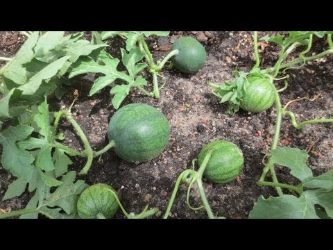 Video: Charleston Grey Watermelon Care - Cómo cultivar sandías reliquia en el jardín