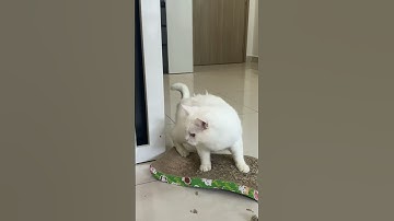 Mèo làm rớt máy lọc không khí Levoit 3 củ của sen và cái kết