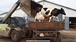 Russian  Modern Cow Farm Meat Processing Factory - Cows Farming Technology Produces Meat And Milk