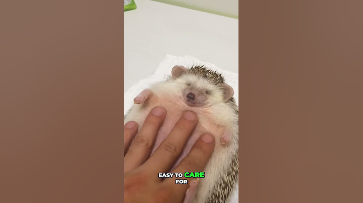 Exotická zvířata, která můžete mít doma