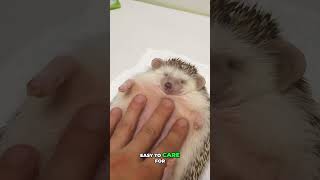 Exotic Pets You Can Actually Keep At Home