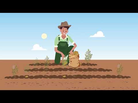 კარტოფილის მეთესლეობა საქართველოში / Potato sowing in Georgia