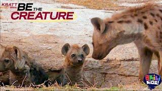 Be The Creature The Spotted Hyena Akili Kids