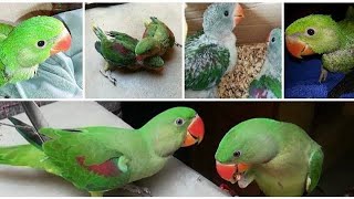 Alexander baby parrot growth day by day full care baby parrot growth 1 day to 100 days in home