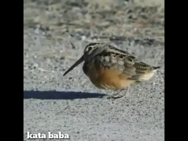 Burung joget versi kata baba ekekek class=