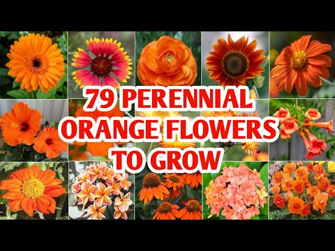 Videó: Melyik virág narancssárga színű?