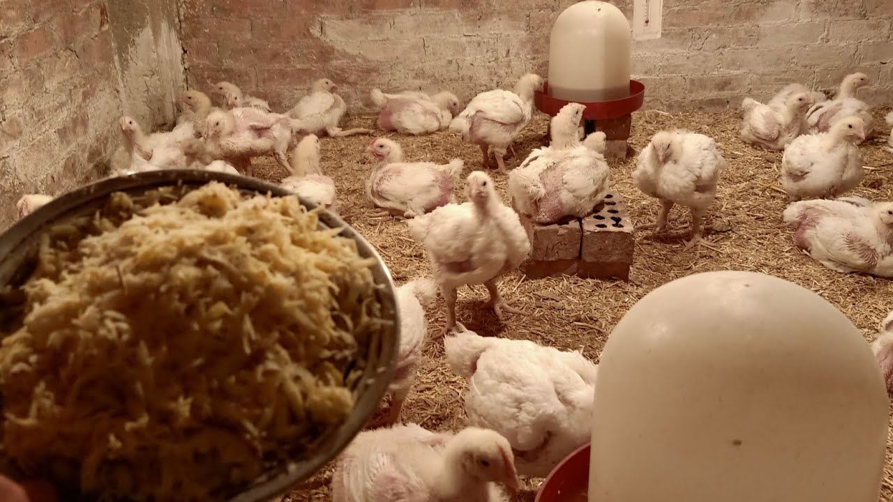 تعالو شوفو البطاطس عملت ايه عمر الفراخ 24 يوم بديل علف رهيب وخلطه جباره هتوفر العلف وتزود الوزن