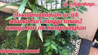 DAILY VLOG || SELAMAT HARI MINGGU TEMAN-TEMAN||STAY AT HOME