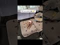 #didyoupoop #lifewithdogs #tinychihuahuas #stayathomedogmom