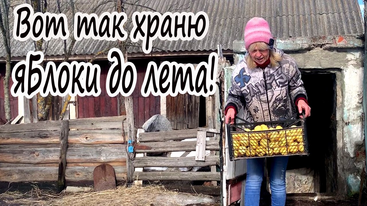 КАК СОХРАНИТЬ ЯБЛОКИ ДО ЛЕТА БЕЗ ПОТЕРЬ | ЭТО НАСТОЛЬКО ПРОСТО. ЖИВУ НА КРАЮ СЕЛА У ЛЕСА.