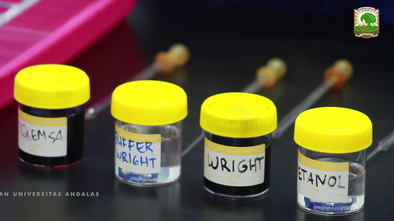 Sediaan Apus Darah Tepi | Keterampilan Klinis | FK Unand