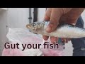 How to gut or clean a fish  sardine