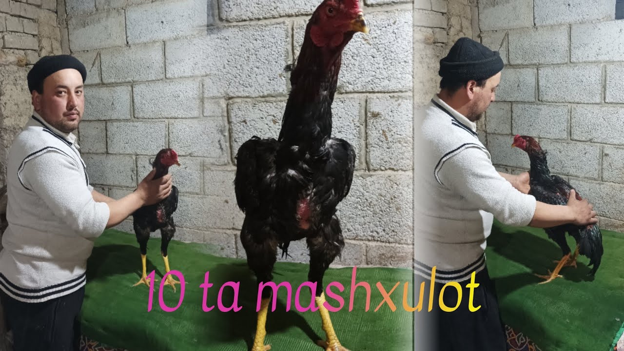 2025 Joja xoroz toplash xoroz oyinga tayorlash