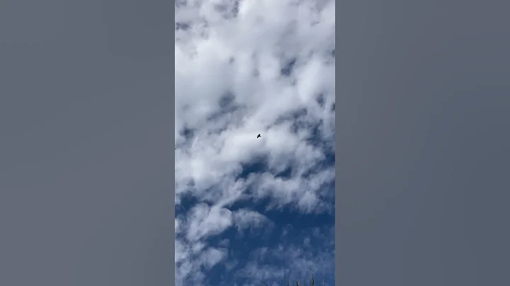 Raven On Clouds - DayDayNews