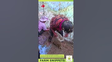 Grasshopper Farming — Tiny Insects, Big Business 🦗🌿