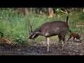 Wild Dogs attack Sambar Deer At Periyar Tiger Reserve Thekkady കാട്ടുനായ് മാനിനെ ആക്രമിക്കുന്നു.