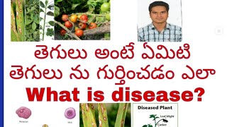 TEGULU ANTE EMITI?| What is disease |How can we find Disease| Disease Ante emiti| screenshot 4