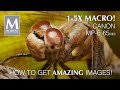 MACRO photography with the Canon MP-E 65mm 1-5x macro lens - lens review