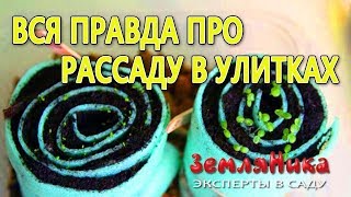 Рассада в улитках. Посадка семян в улитку.  Вся правда об улитке.