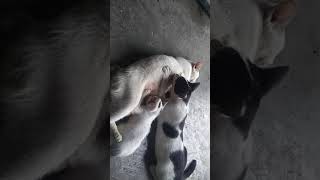 Download Lagu Udah gede masih doyan nenen 😂😂😂😂 MP3 Download Lagu Udah gede masih doyan nenen 😂😂😂😂 MP3