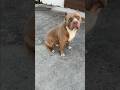 Brixton #pitbull #viral #shorts #youtubeshorts