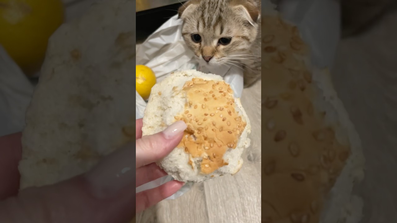 Лиор съел пол булки 🙈