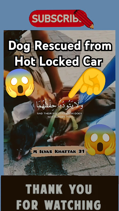 Ayat al-Kursi Recitation & Dog Rescued from Hot Locked Car | A Miraculous Save