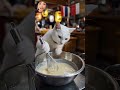🐾 White Cat Vendor Sells Delicious Takoyaki! 🐙✨ #cat #animals #shorts #viral