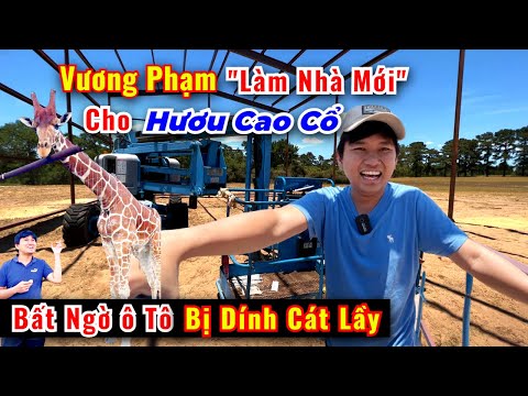 Video: Thú cưng: Con hươu cao cổ bị mất bắp chân đoàn tụ với mẹ, tin đồn làm cho Westminster trở lại