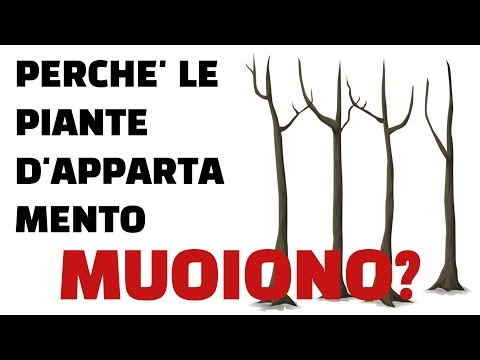 Video: Perché le piante d'appartamento muoiono: come salvare una pianta da interni dalla morte