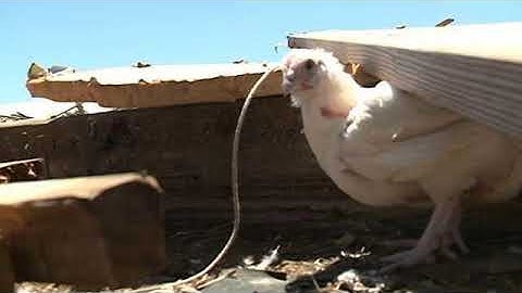 chicken blows by guided by voices cover don