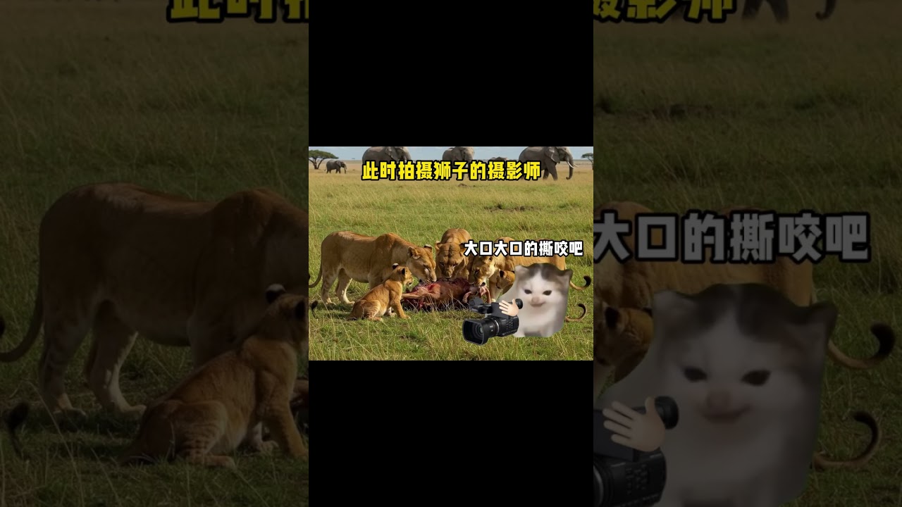每个人的悲欢不一样#猫meme #猫meme小剧场#感同身受#搞笑