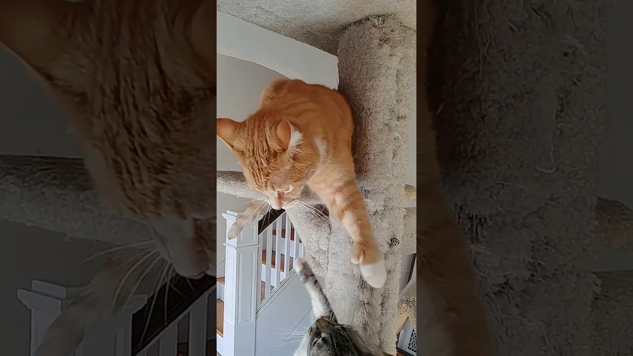 SURPRISE from Below: Epic Cat Warfare 