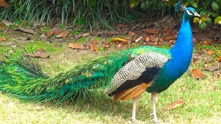 Peacock bird dance display