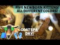 FIVE NEWBORN KITTENS! ALL DIFFERENT COLORS! NIGERIAN DWARF GOATS have a SPA DAY! HOOF TRIMMING!