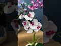 Renk renk  eit eit orkide eitleri yapay iek deposunda