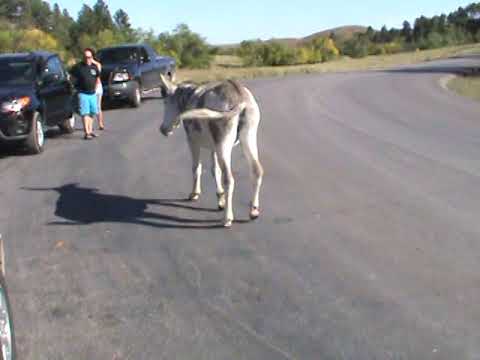DONKEYS BEGGING FOR FOOD fanatical skin and ink