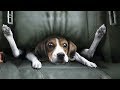 Cute is Not Enough - Funny Cats and Dogs Compilation #134