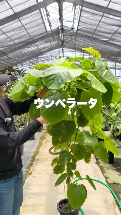 生産者が行う】ウンベラータの剪定とその後の様子 - YouTube