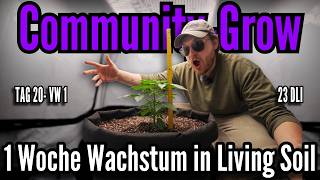 This Is What 1 Week of Growth in Living Soil Looks Like!🌱 | Living Soil Community Grow 2026