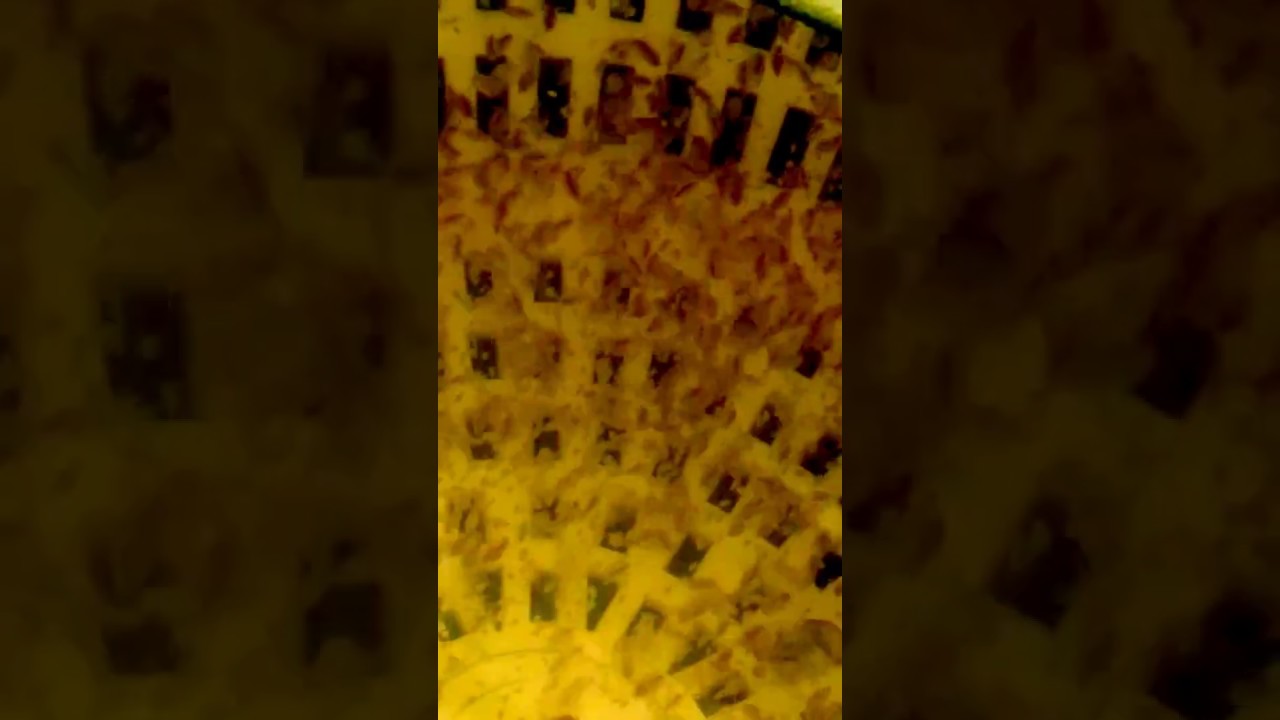 Daphnia magna culture 