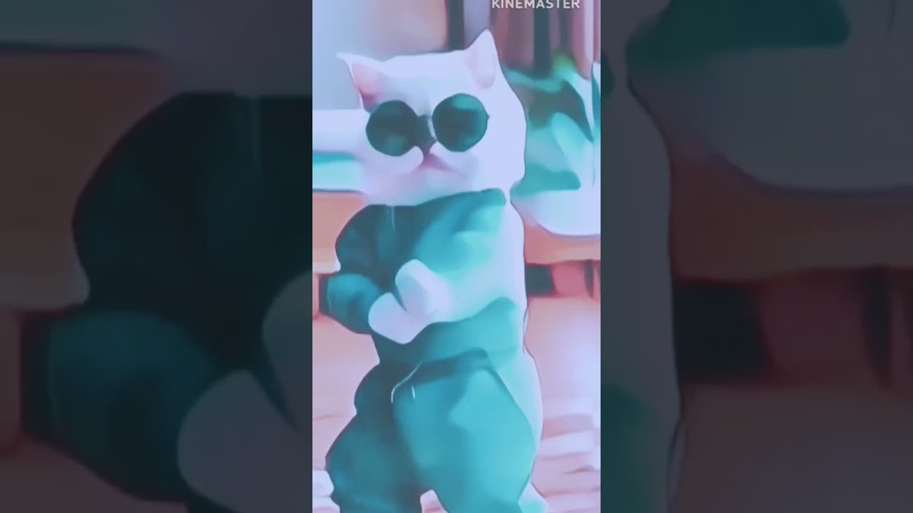 Spinning Cat Dance ||HIGH CONTRAST VIDEO|| 