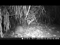 Brown Bandicoot Foraging for Buried Apples