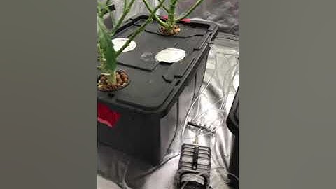 Easily change nutrient solutions in hydroponic DWC with siphon pump